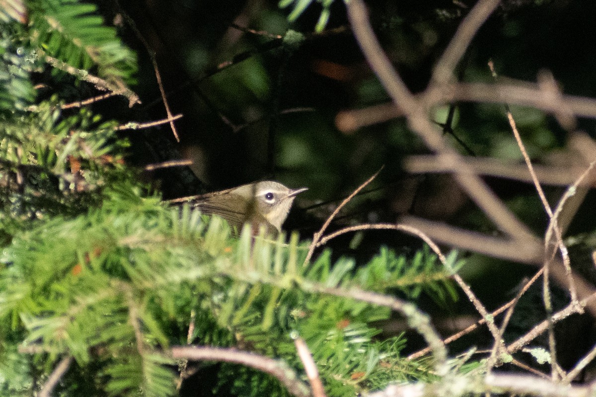 Black-throated Blue Warbler - ML646244697