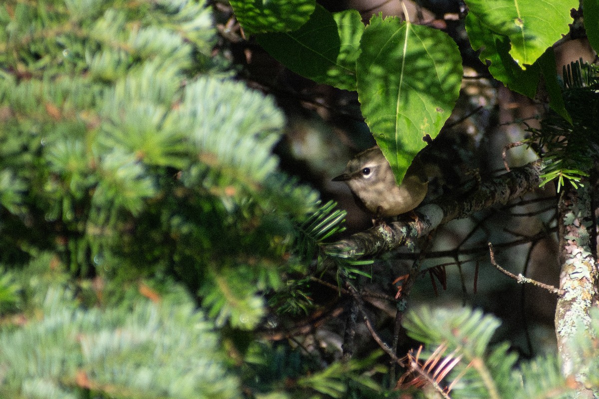 Black-throated Blue Warbler - ML646244698