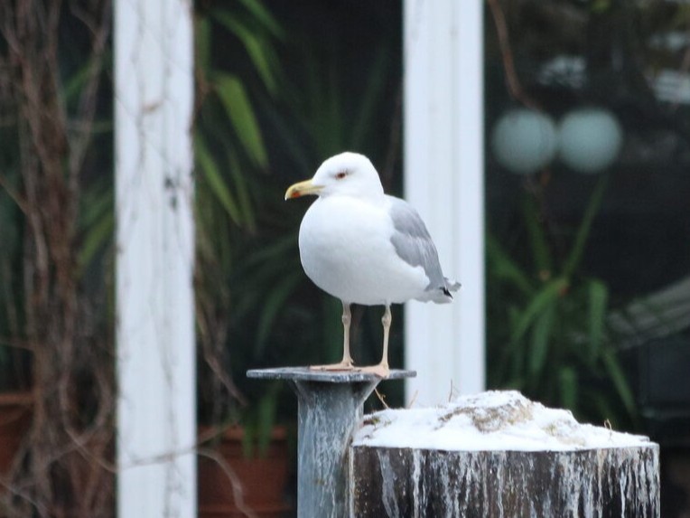 Caspian Gull - ML646244706