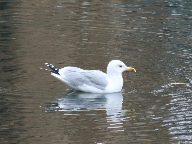 Caspian Gull - ML646244707