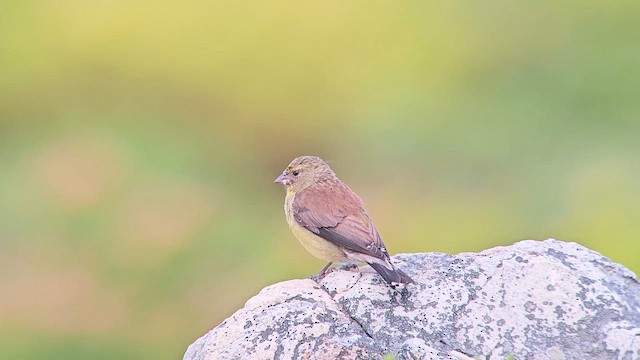 Cape Siskin - ML646244708