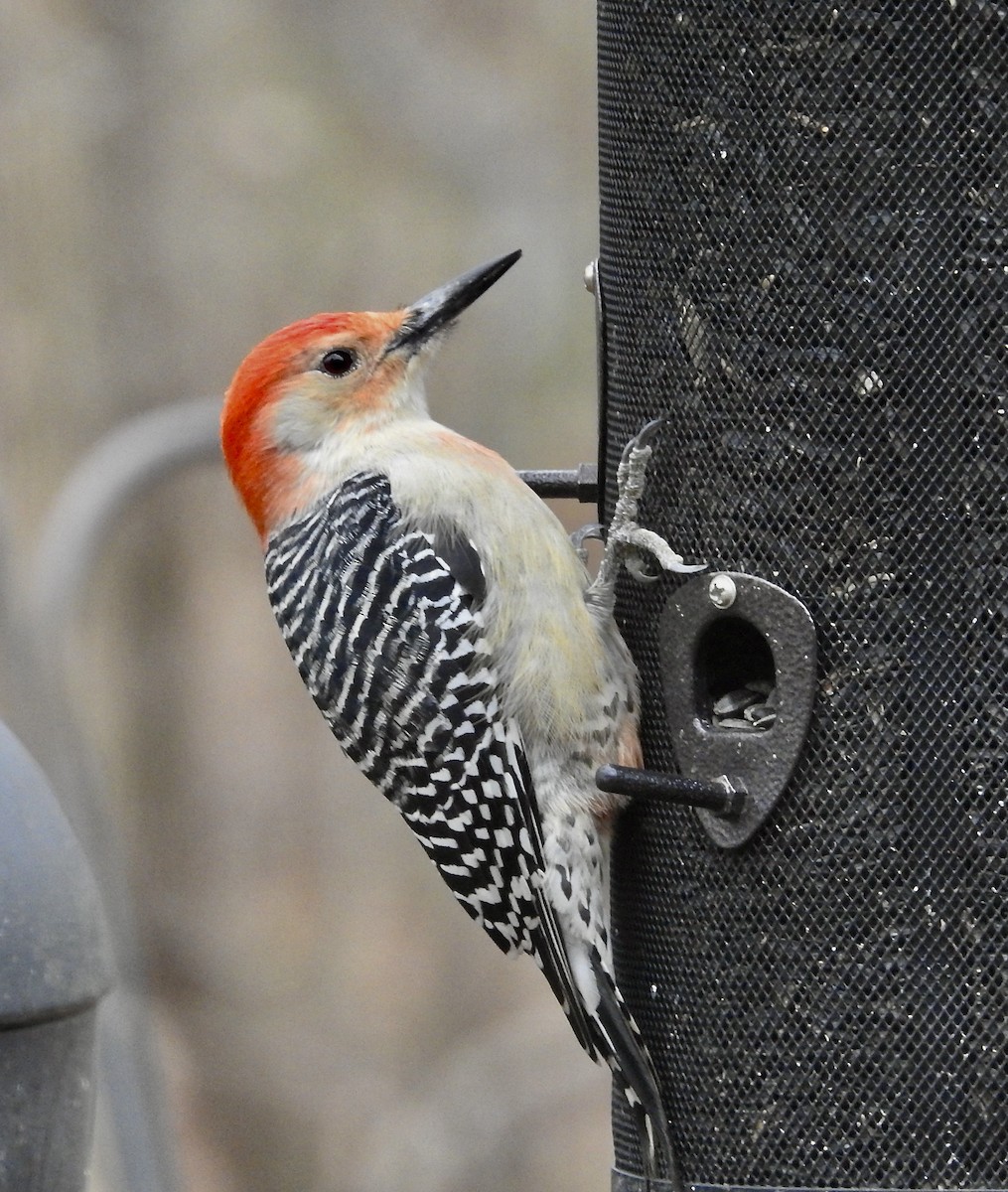 Red-bellied Woodpecker - ML646244711