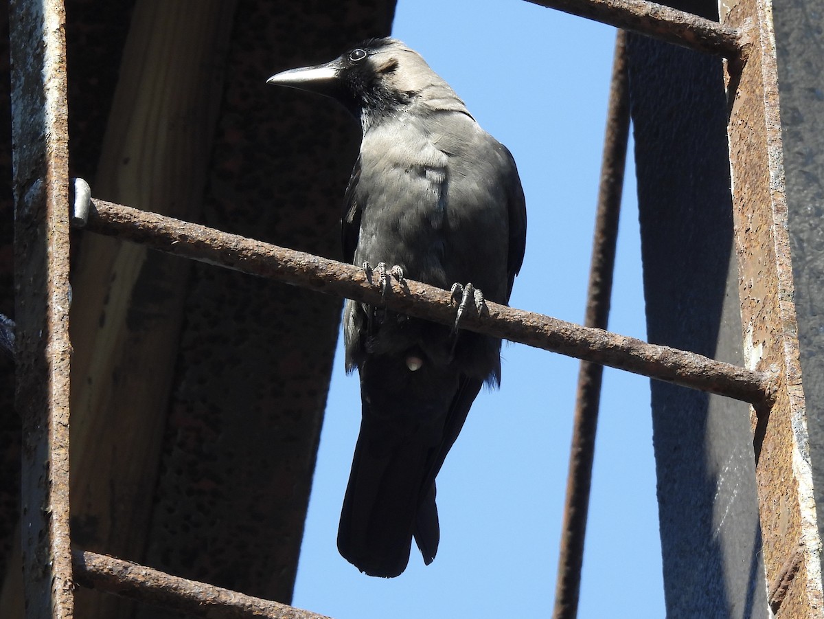 House Crow - ML646244712