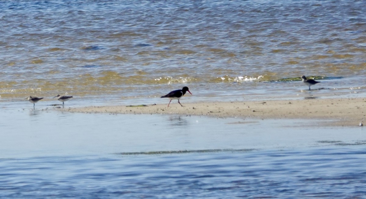 大濱鷸 - ML646244713