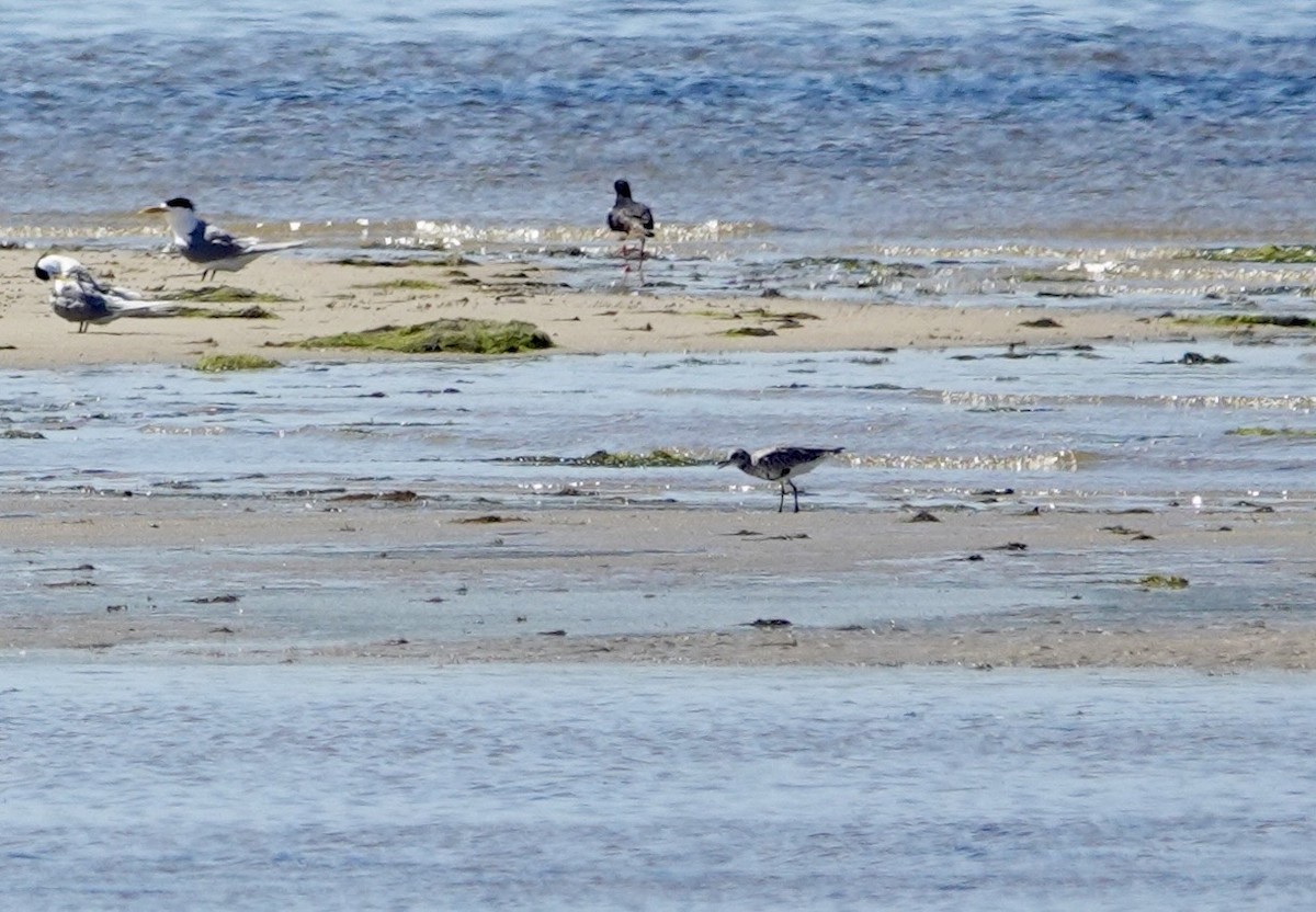 大濱鷸 - ML646244714