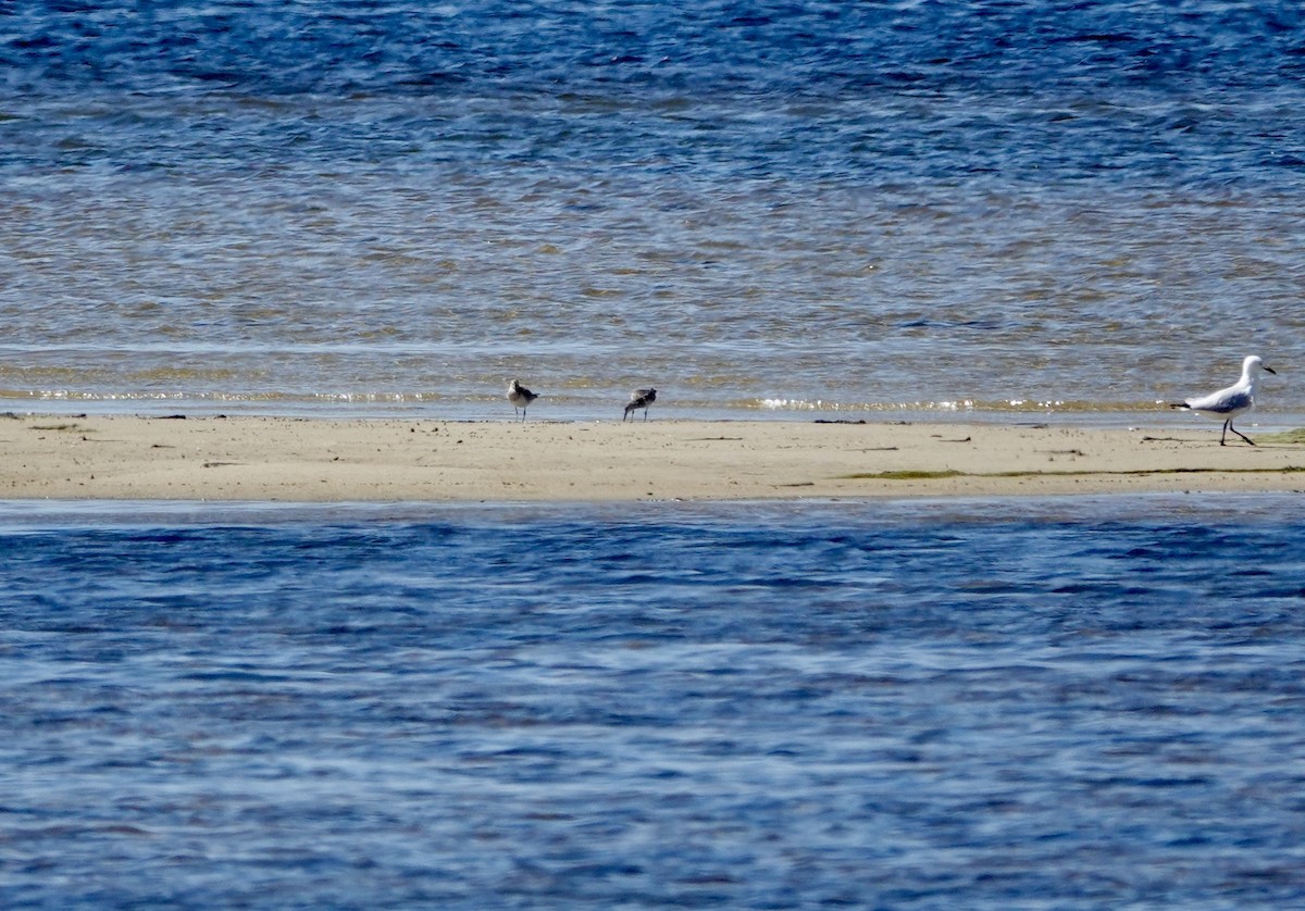 大濱鷸 - ML646244715