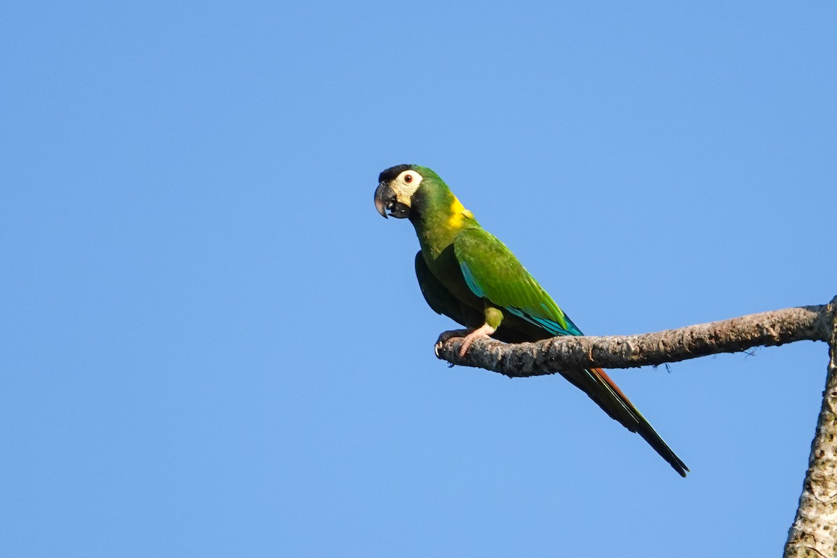 Yellow-collared Macaw - ML646244717