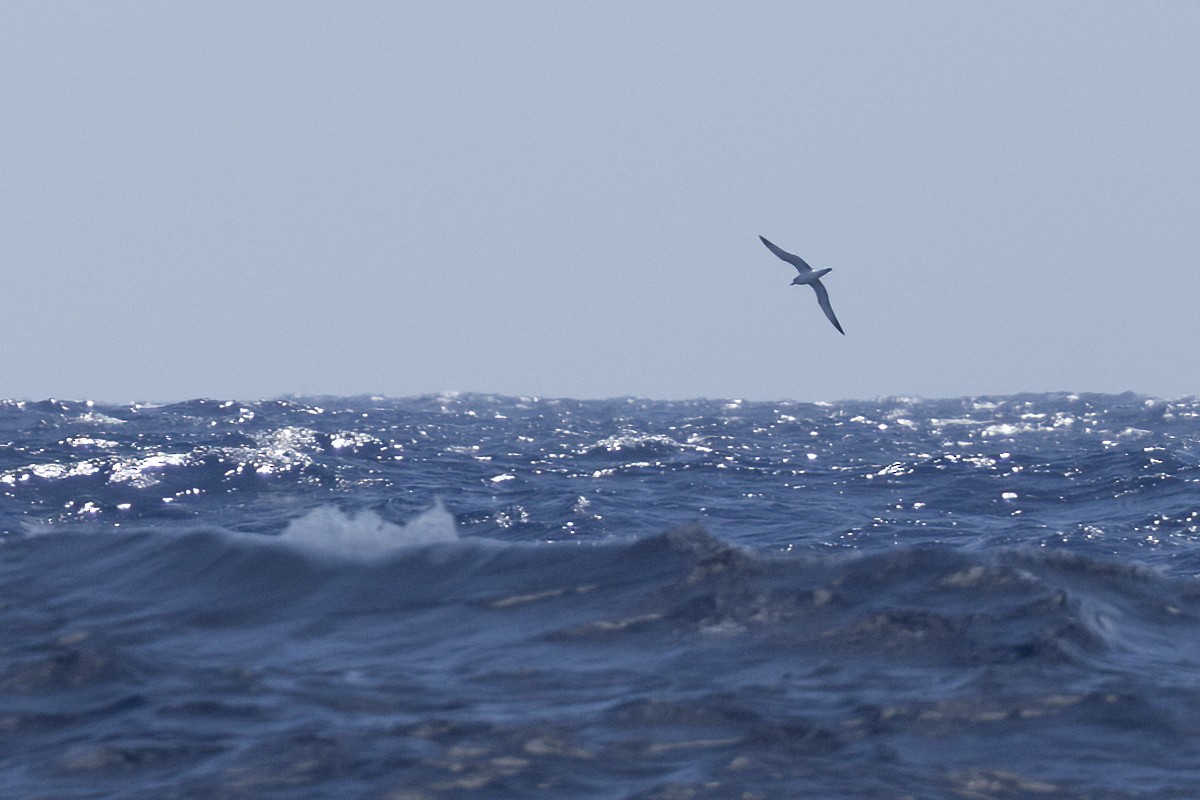 Juan Fernandez Fırtınakuşu - ML646244719