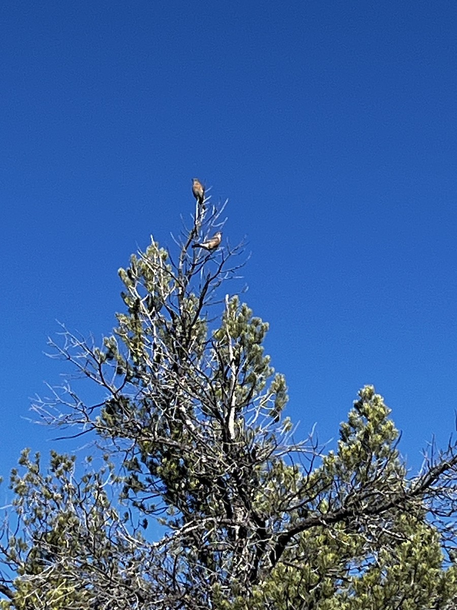 Western Bluebird - ML646244732