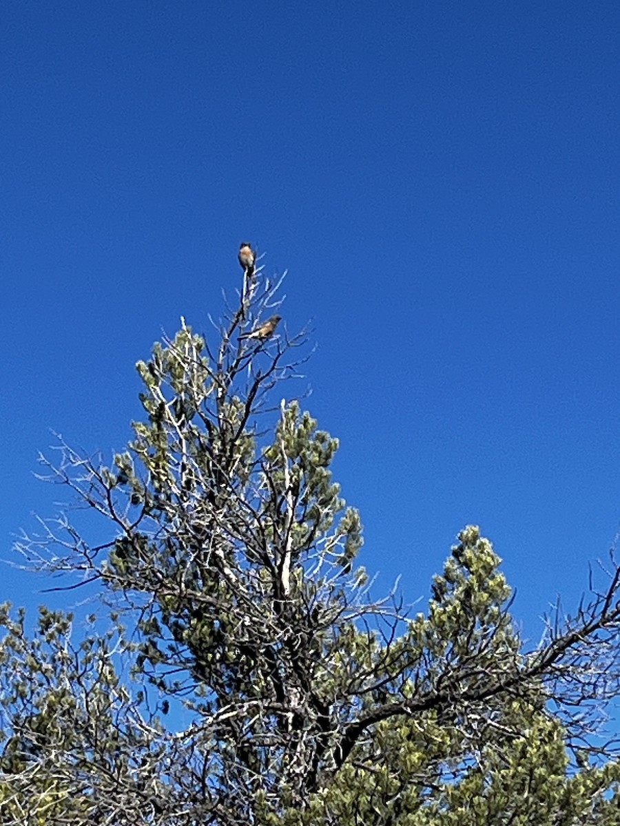 Western Bluebird - ML646244733