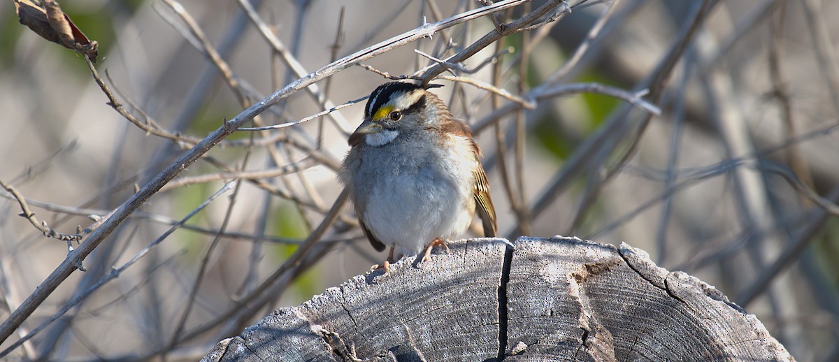 White-throated Sparrow - ML646244735