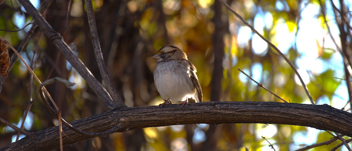 White-throated Sparrow - ML646244736