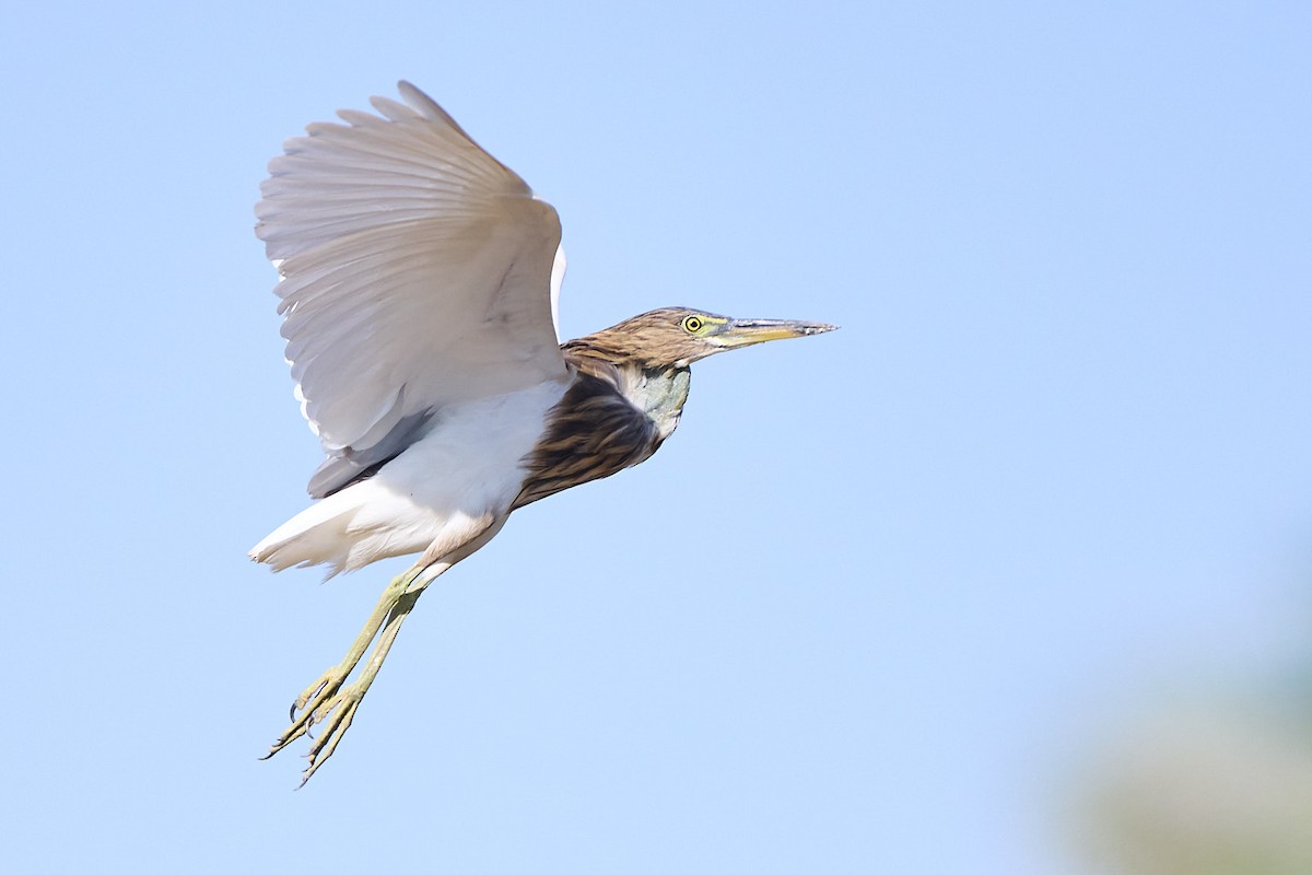 Indian Pond-Heron - ML646244737