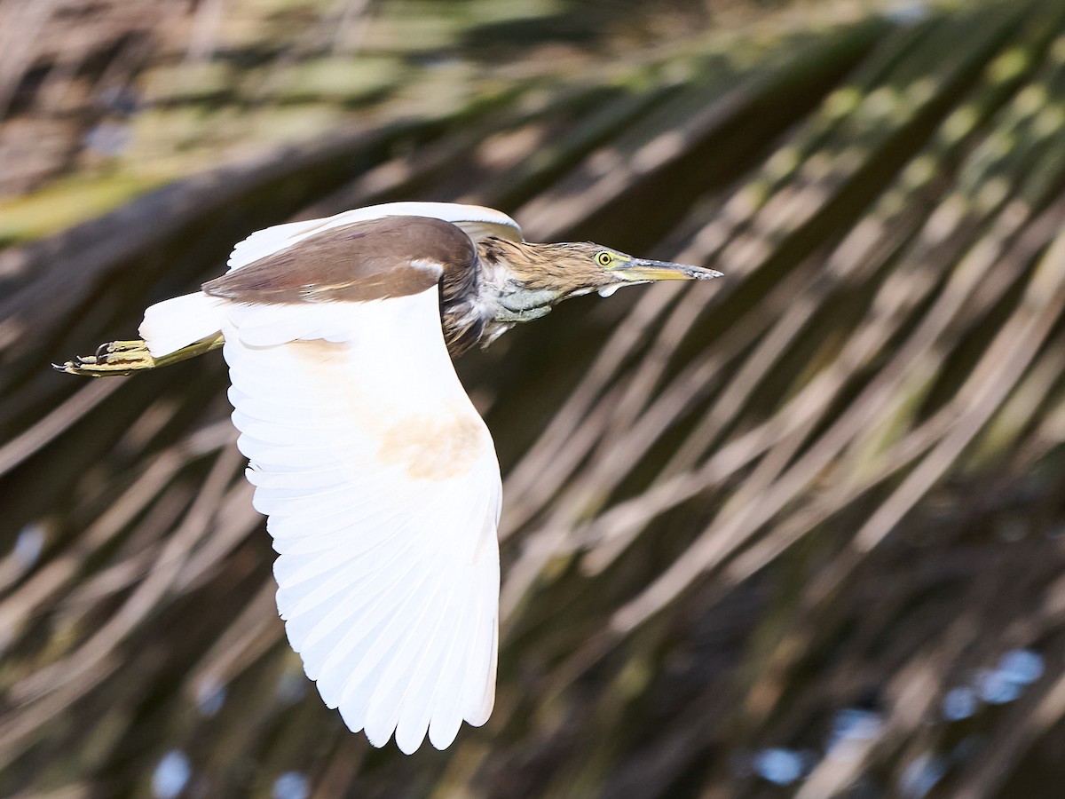 Indian Pond-Heron - ML646244738