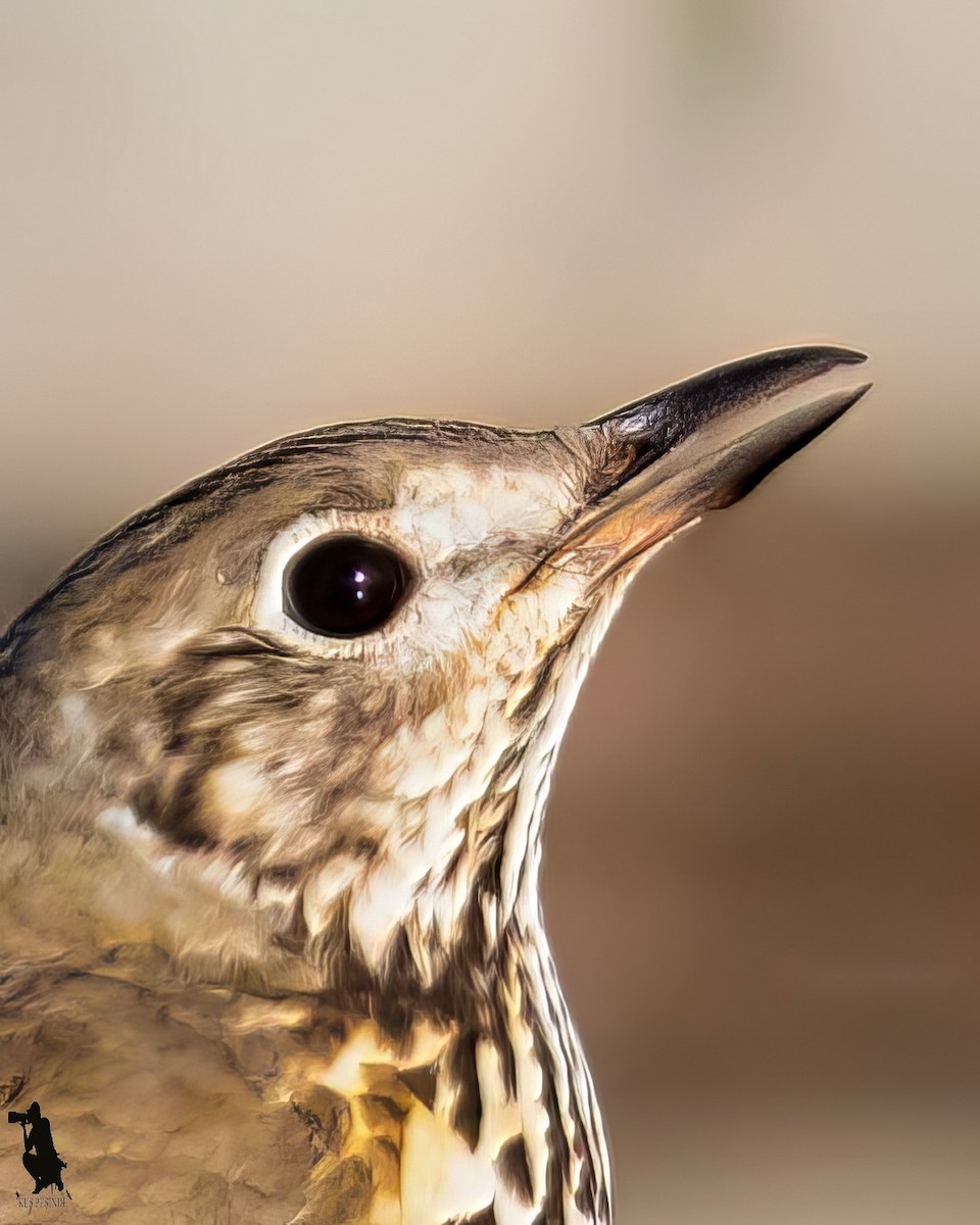 Mistle Thrush - ML646244739