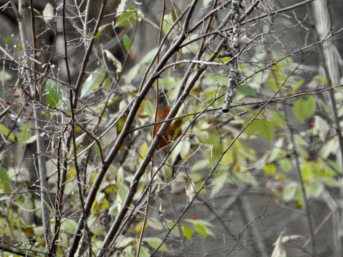 American Robin - ML646244740