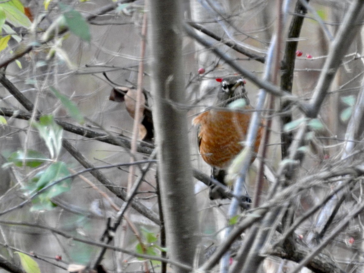 American Robin - ML646244741