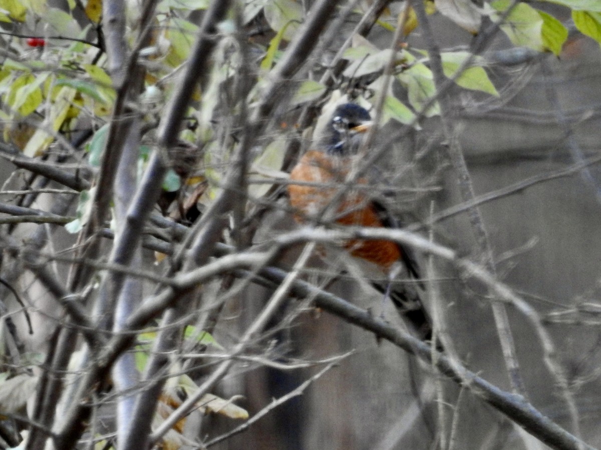 American Robin - ML646244742