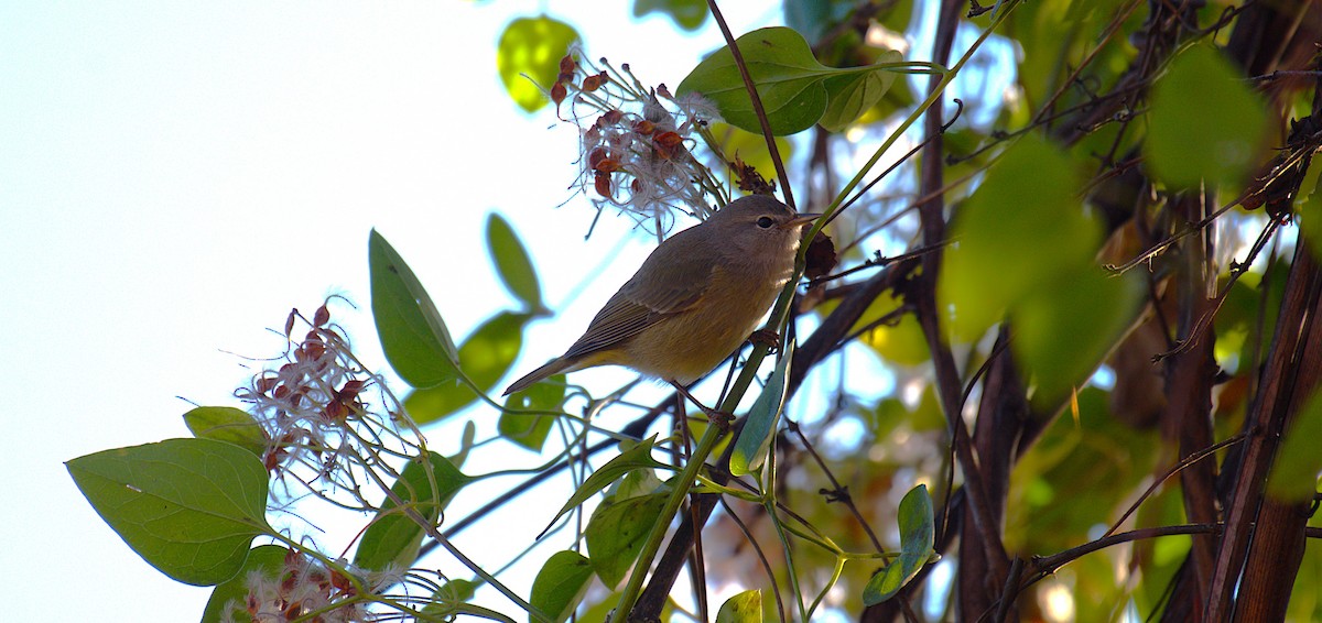 Orange-crowned Warbler - ML646244746