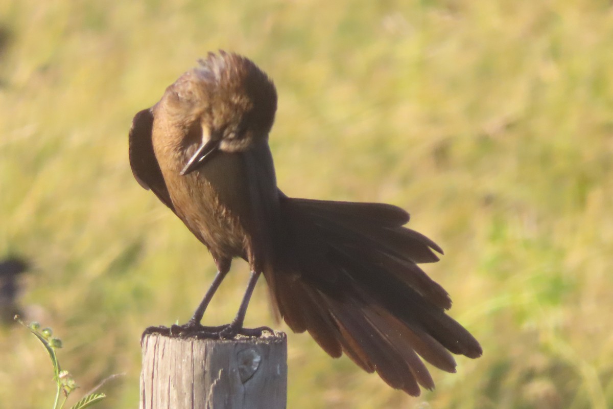 Great-tailed Grackle - ML646244764