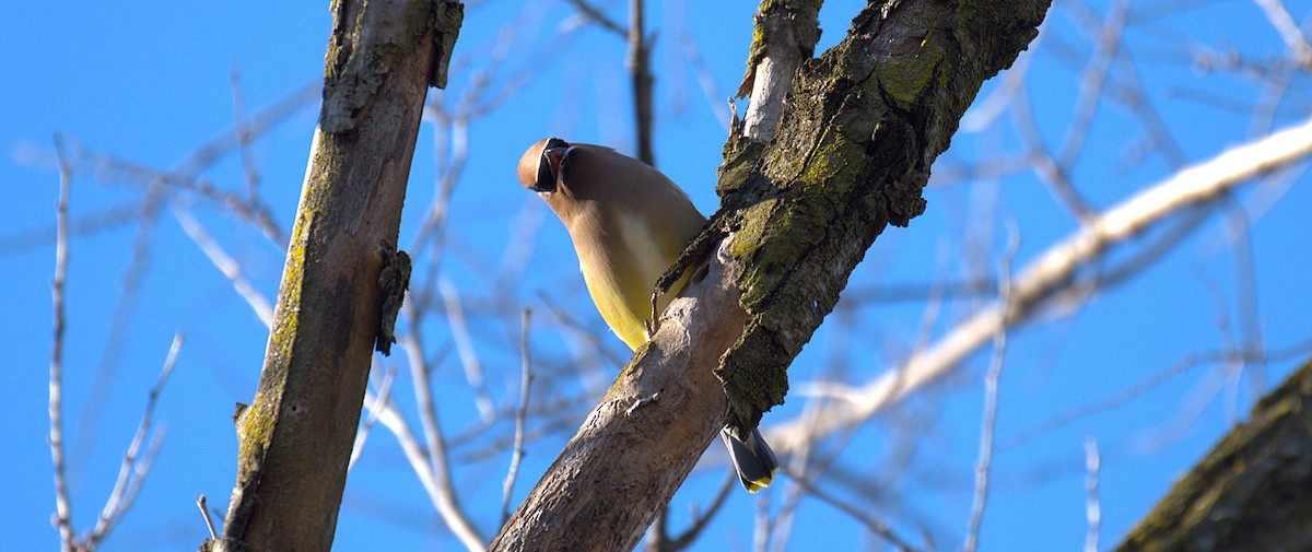 Cedar Waxwing - ML646244767