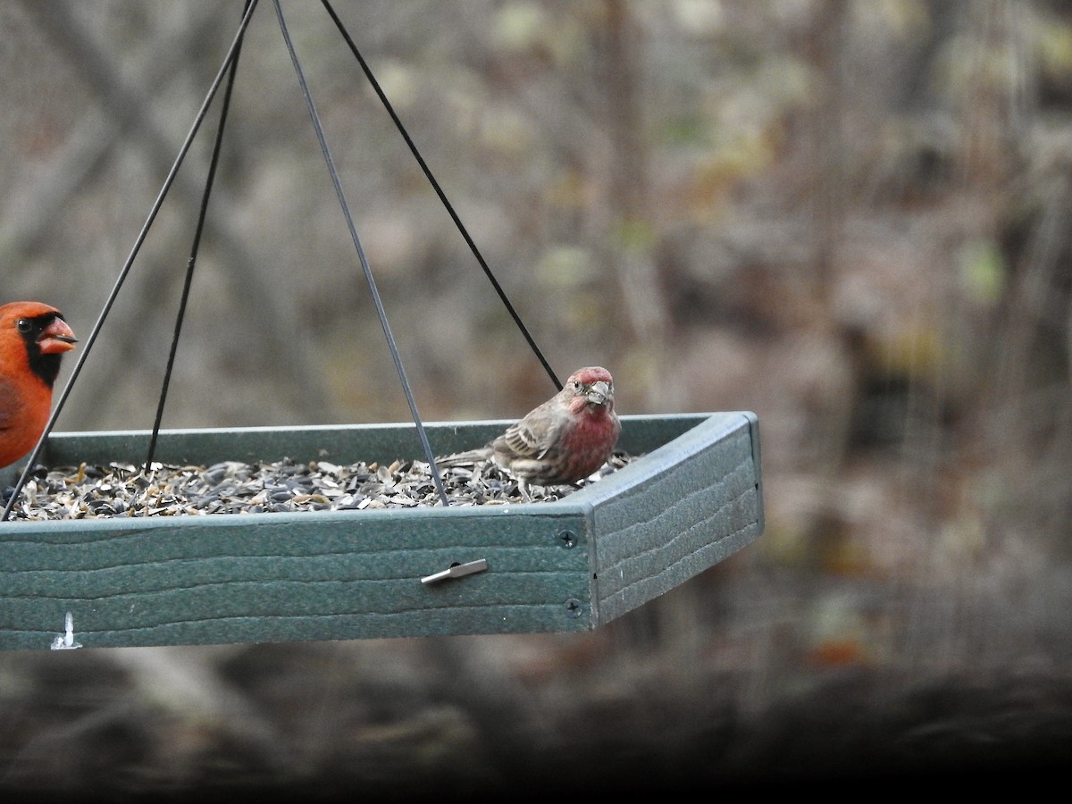 House Finch - ML646244769