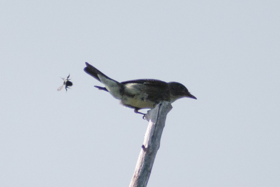 Olive-sided Flycatcher - ML646244770