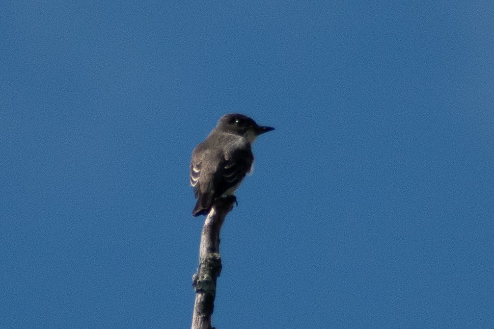 Olive-sided Flycatcher - ML646244771
