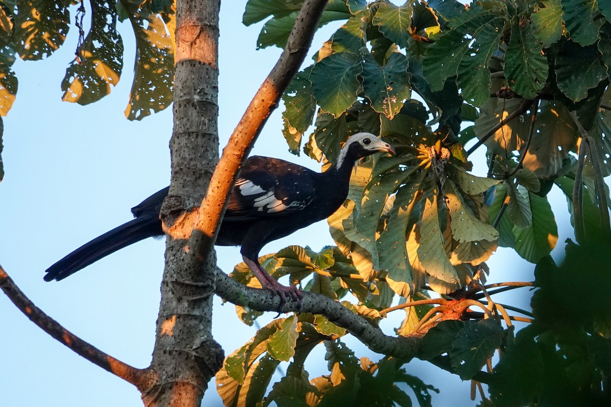 White-throated Piping-Guan - ML646244776