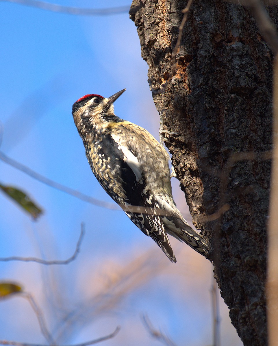 Yellow-bellied Sapsucker - ML646244777