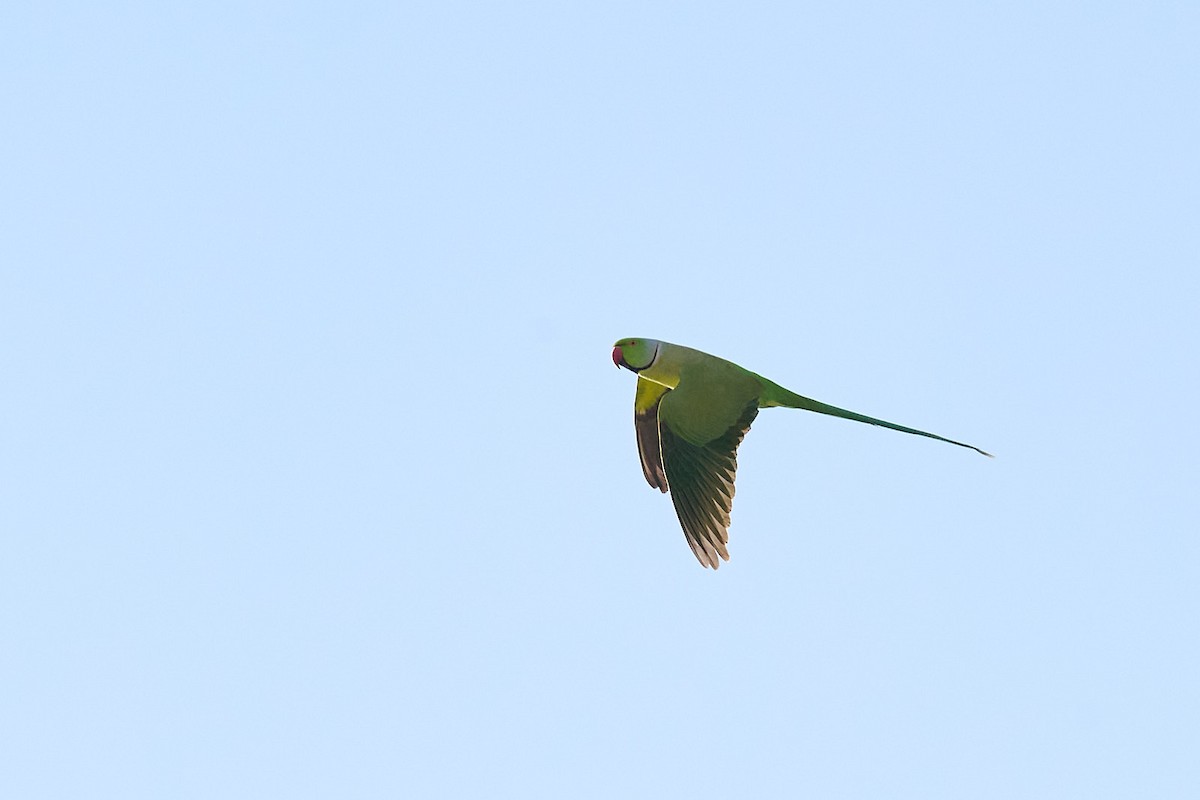 Rose-ringed Parakeet - ML646244778