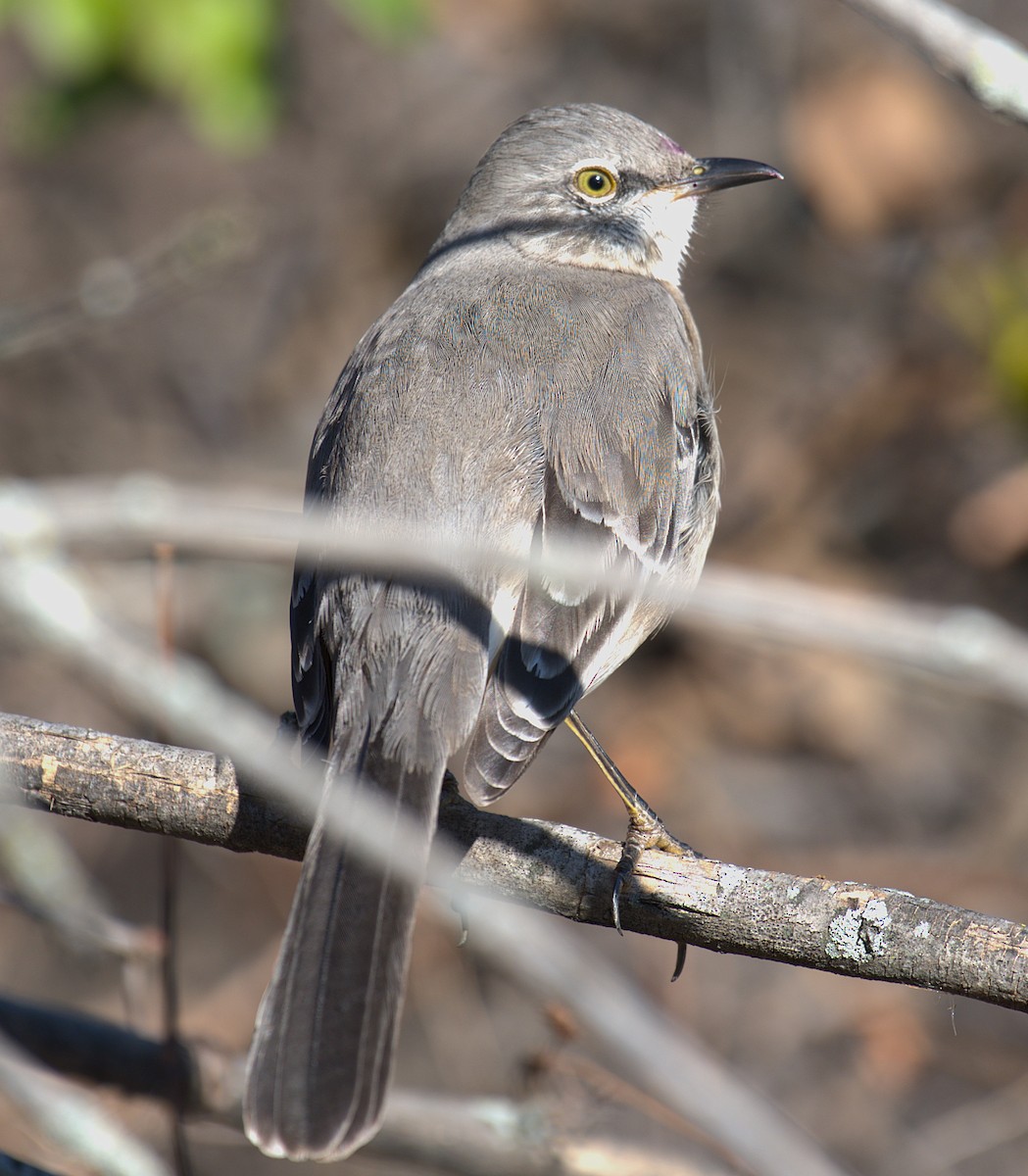 Northern Mockingbird - ML646244781
