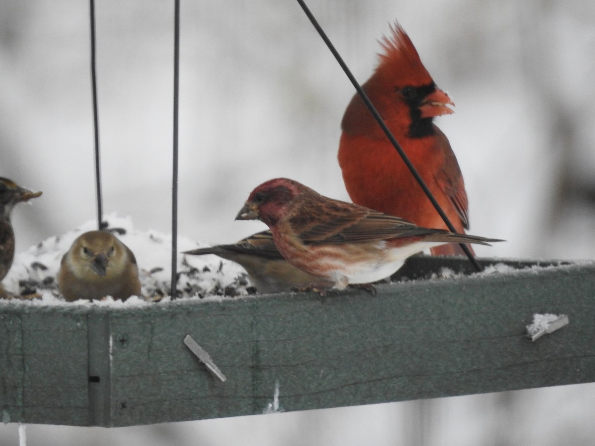 Purple Finch - ML646244782