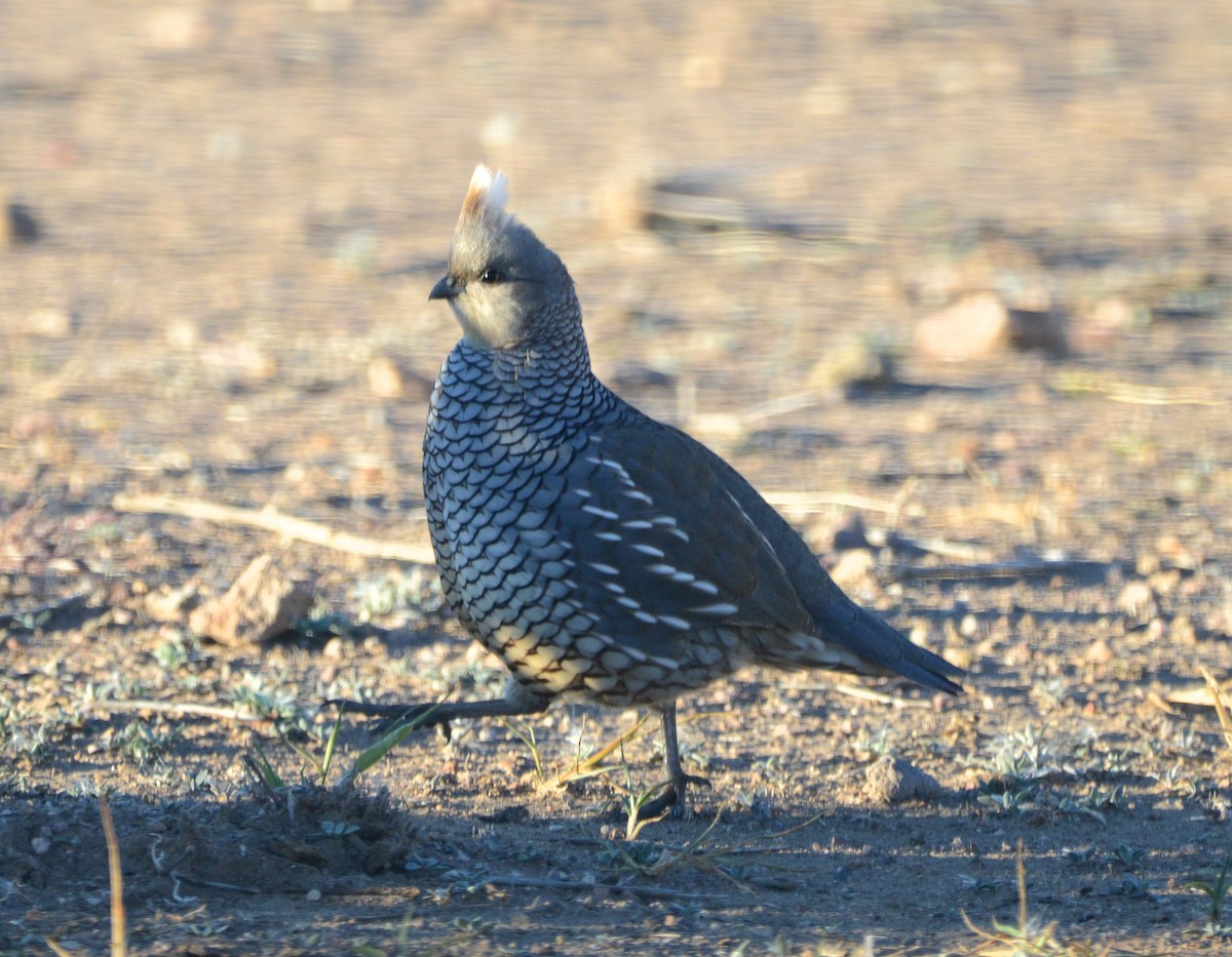 Scaled Quail - ML646244795
