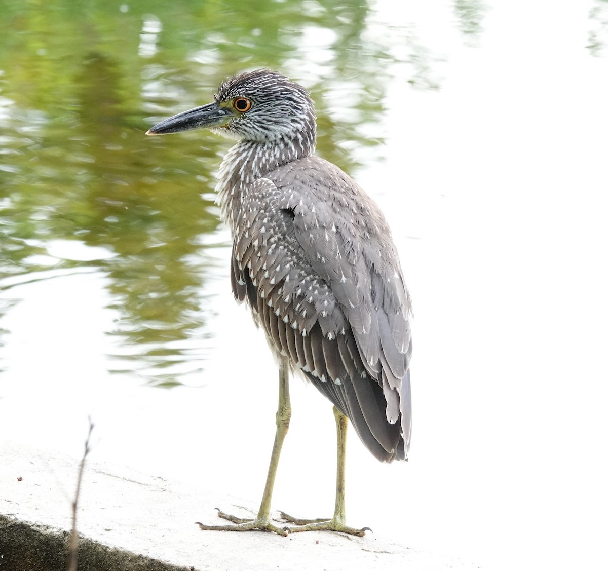 gulkronehegre - ML646244796