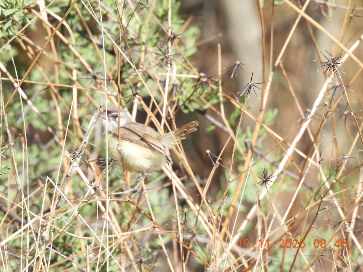 Kara Göğüslü Prinya - ML646244797