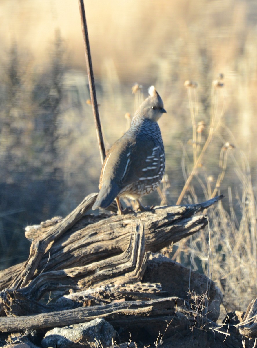 Scaled Quail - ML646244799