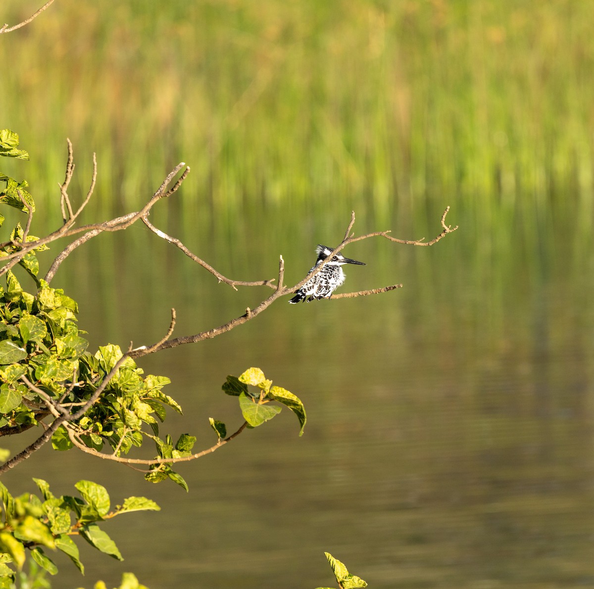 Pied Kingfisher - ML646244800