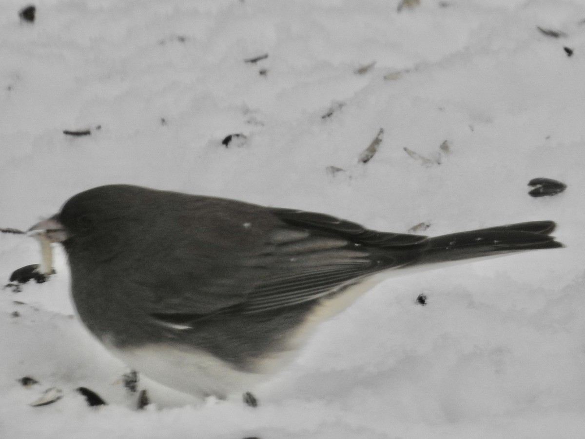 Dark-eyed Junco - ML646244803