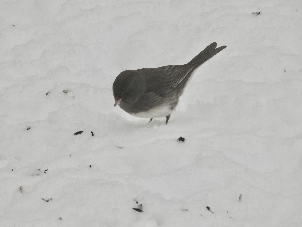 Dark-eyed Junco - ML646244804