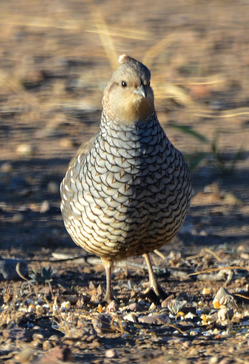 Scaled Quail - ML646244805