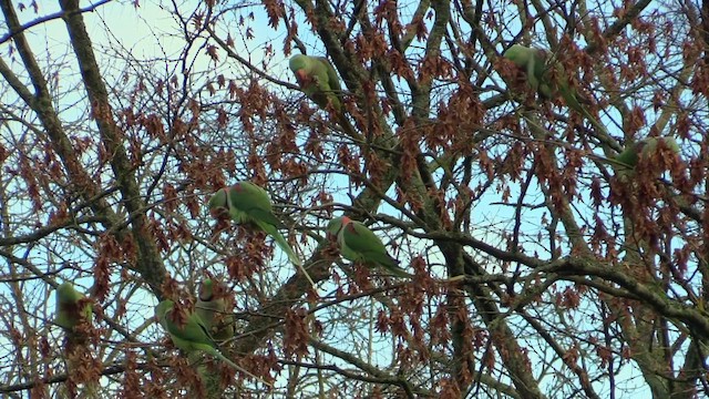 Alexandrine Parakeet - ML646244818