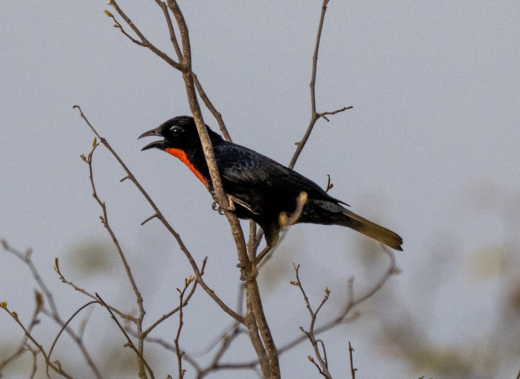 Scarlet-throated Tanager - ML646244823