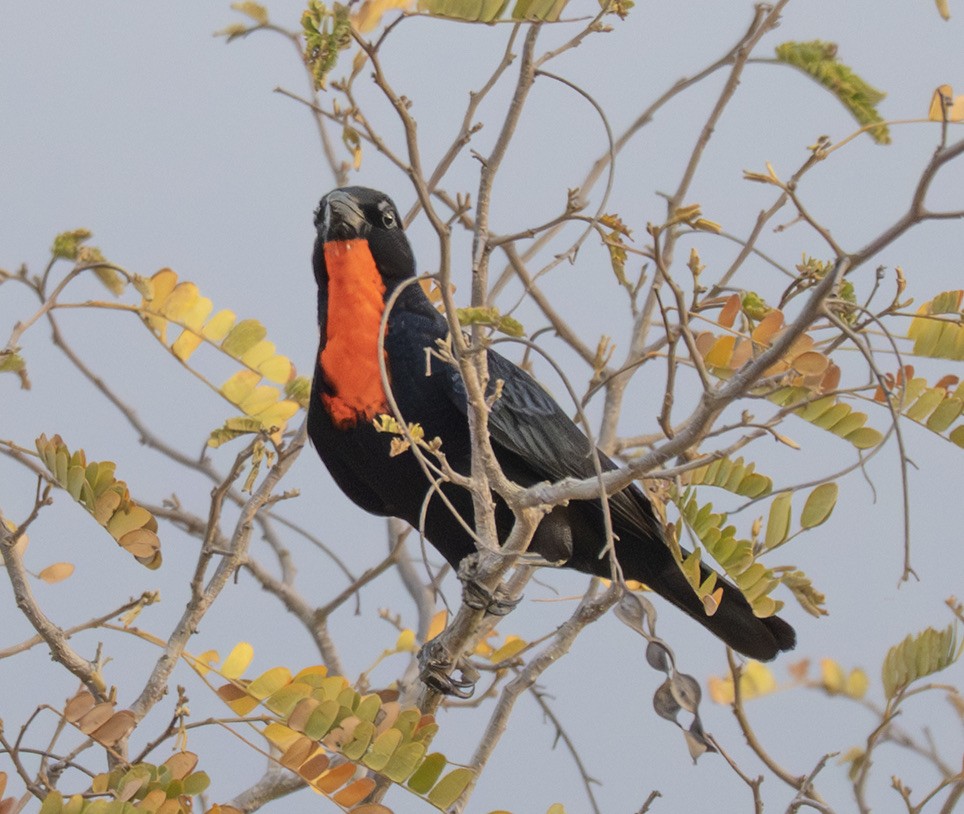 Scarlet-throated Tanager - ML646244824