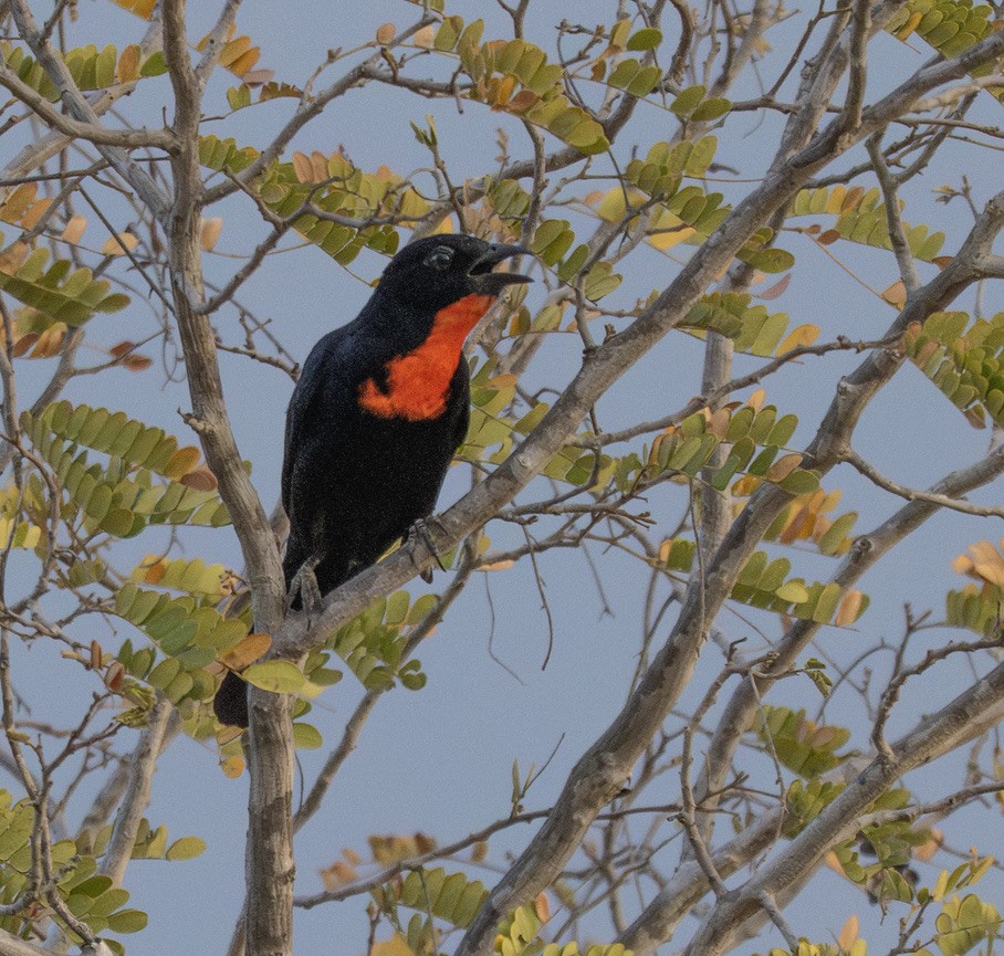 Scarlet-throated Tanager - ML646244825