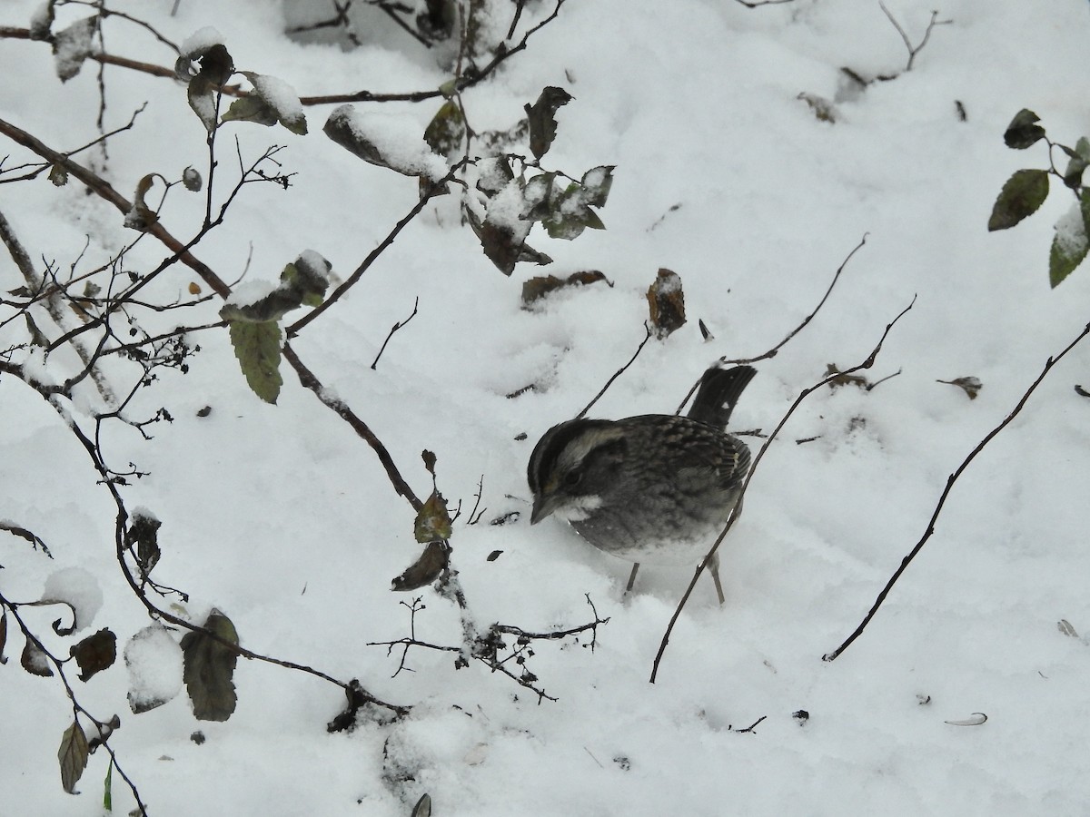 White-throated Sparrow - ML646244834
