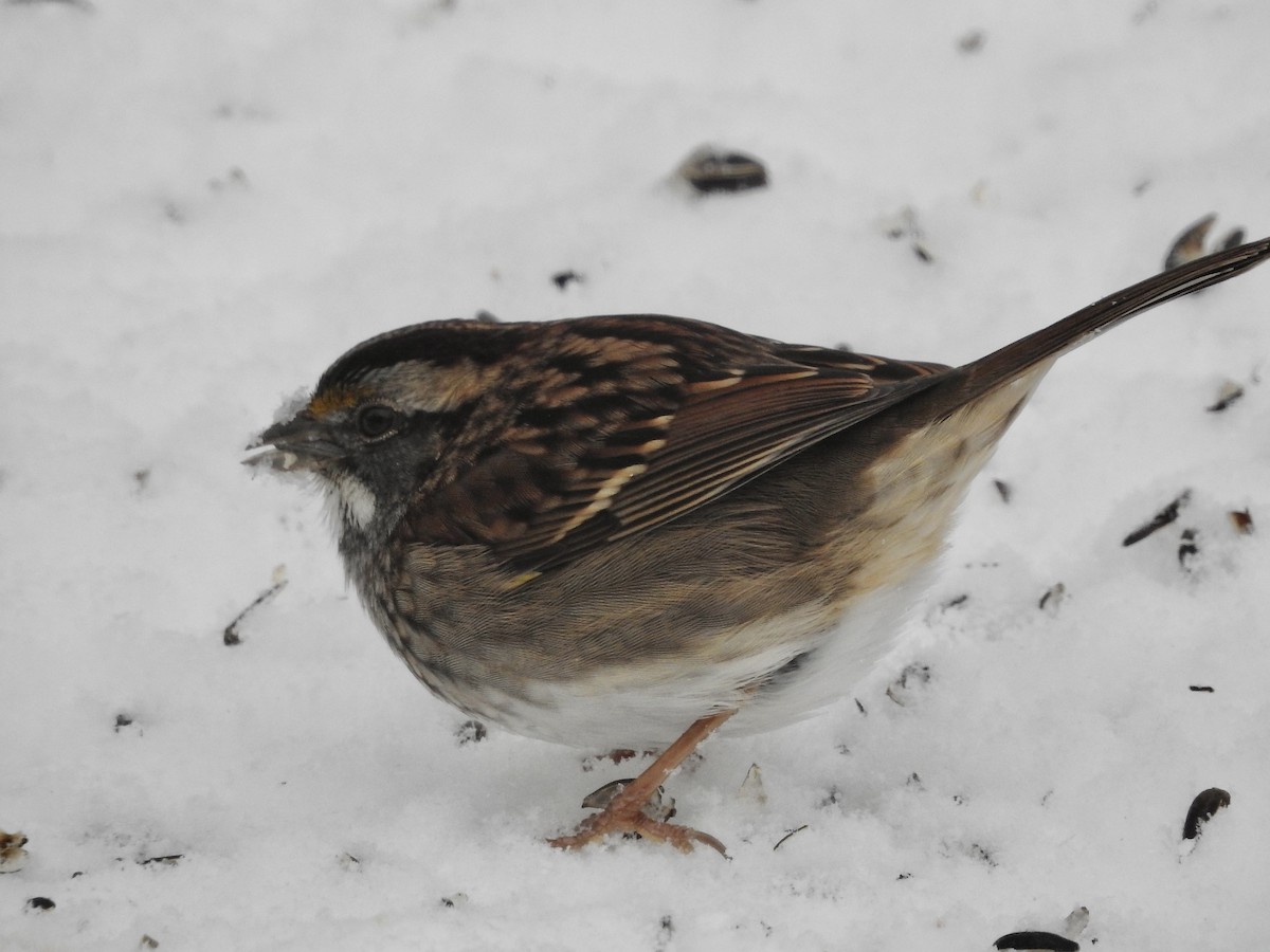 White-throated Sparrow - ML646244835