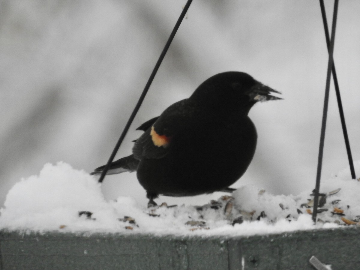 Red-winged Blackbird - ML646244840