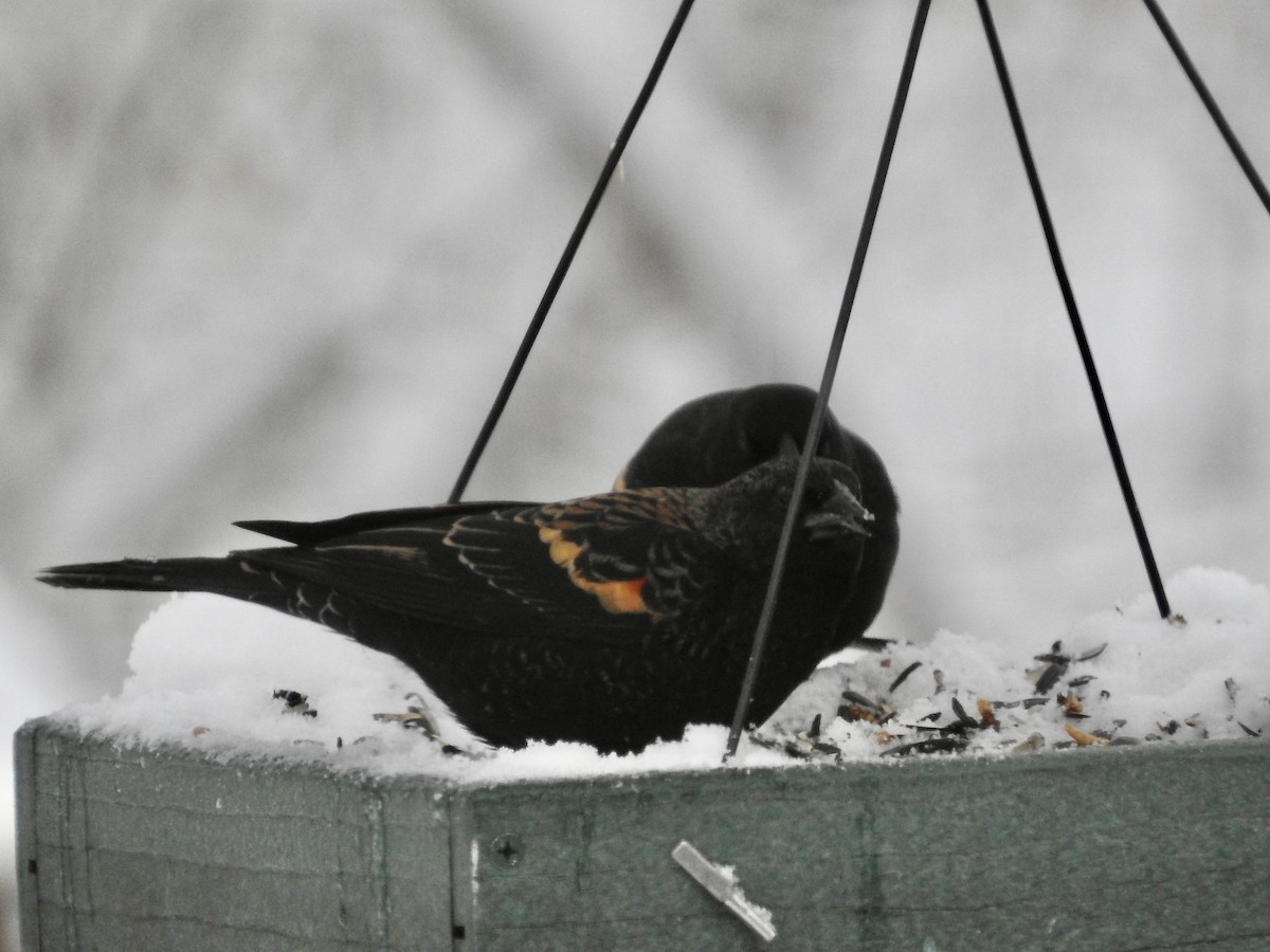 Red-winged Blackbird - ML646244841