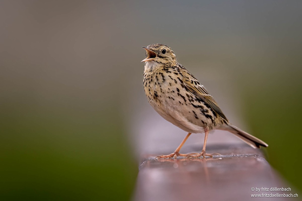 Correndera Pipit - ML646244846